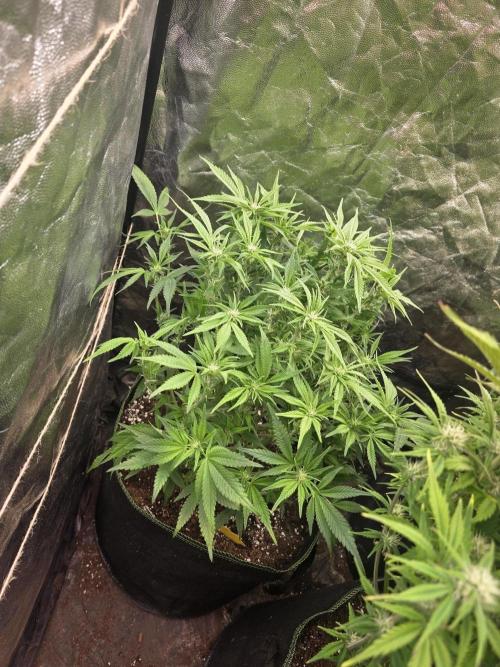 Fastbud Auto Mixed Zelt. Week 7