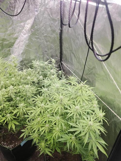 Fastbud Auto Mixed Zelt