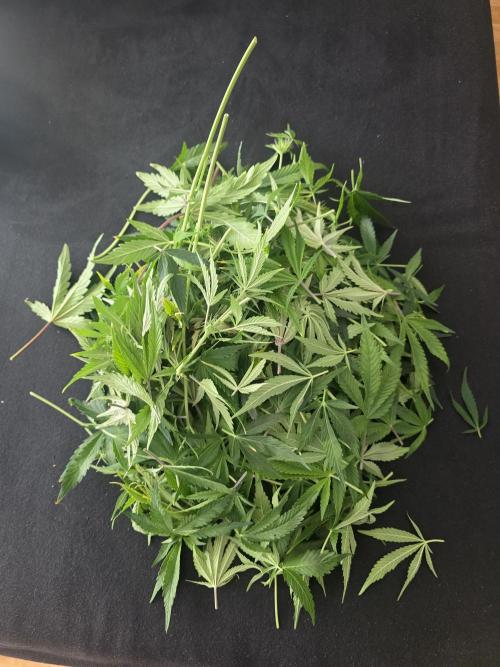 Fastbud Auto Mixed Zelt. Week 7