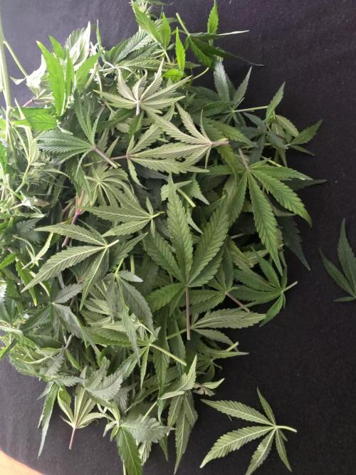 Fastbud Auto Mixed Zelt. Week 7