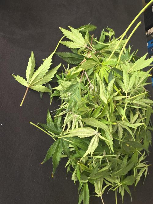 Fastbud Auto Mixed Zelt. Week 7