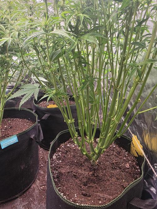 Fastbud Auto Mixed Zelt. Week 7