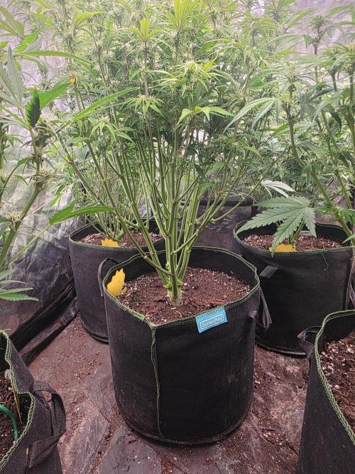 Fastbud Auto Mixed Zelt. Week 7