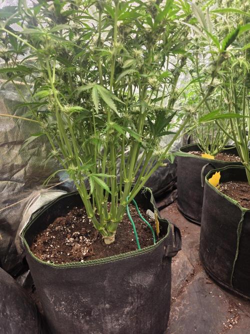 Fastbud Auto Mixed Zelt. Week 7