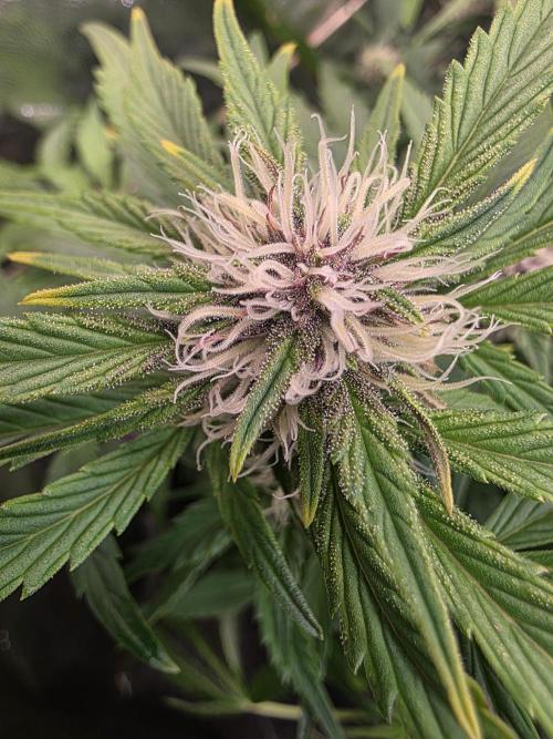 Fastbud Auto Mixed Zelt. Week 7