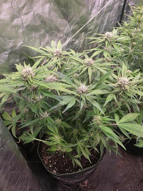 Fastbud Auto Mixed Zelt. Week 7