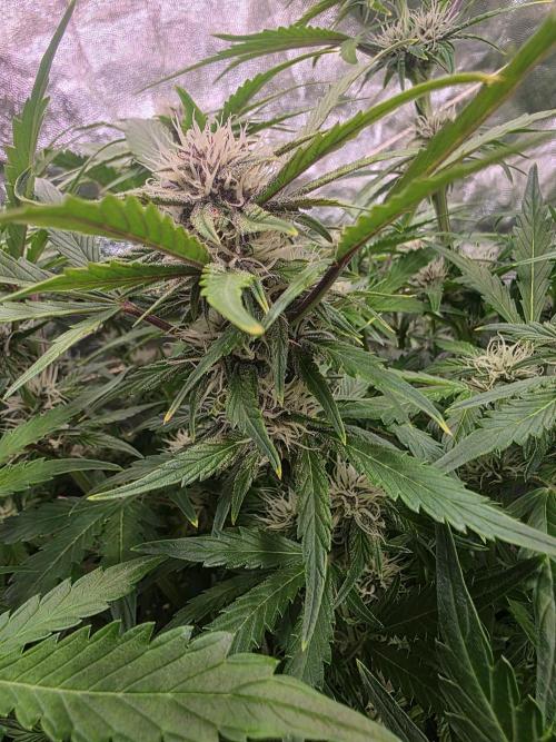 Fastbud Auto Mixed Zelt. Week 7