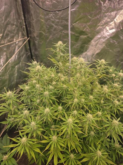 Fastbud Auto Mixed Zelt. Week 7