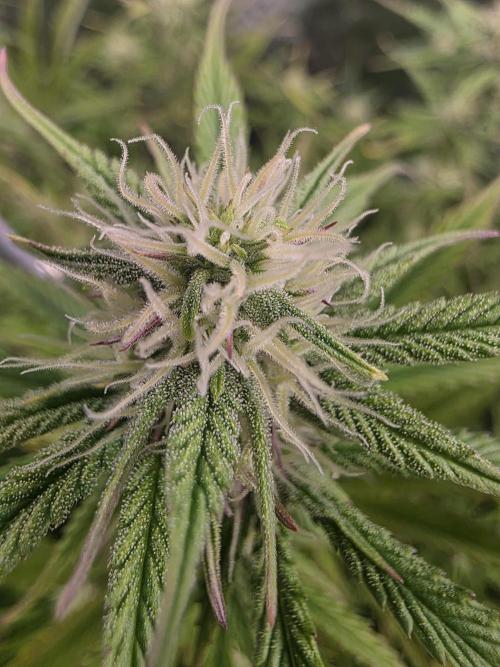 Fastbud Auto Mixed Zelt. Week 7