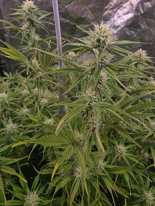 Fastbud Auto Mixed Zelt. Week 7