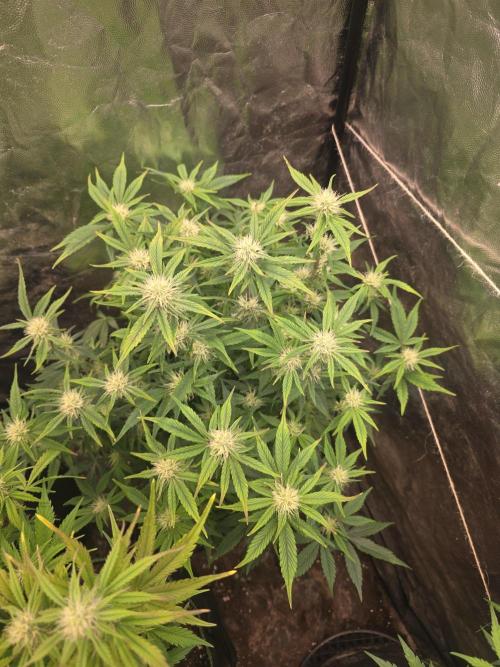 Fastbud Auto Mixed Zelt. Week 7