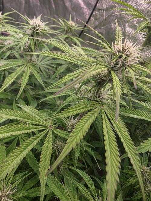 Fastbud Auto Mixed Zelt. Week 7