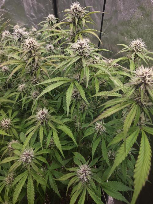 Fastbud Auto Mixed Zelt. Week 8