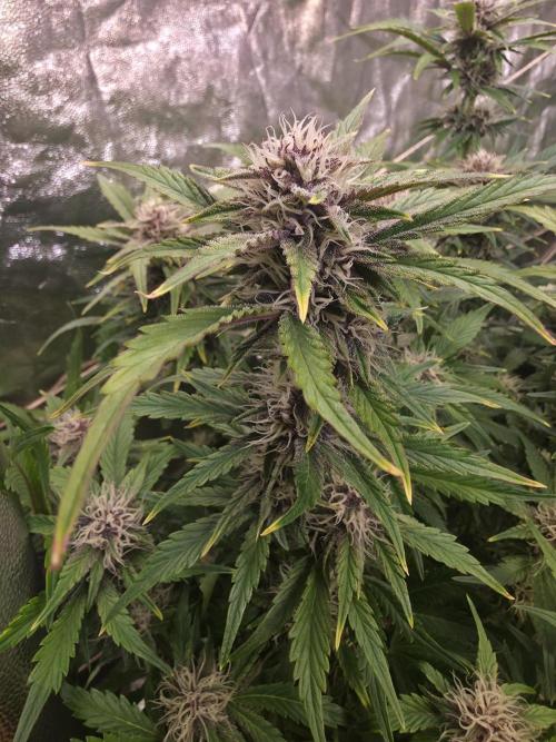 Fastbud Auto Mixed Zelt. Week 8