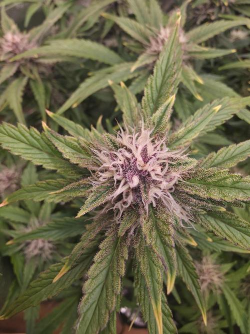 Fastbud Auto Mixed Zelt. Week 8