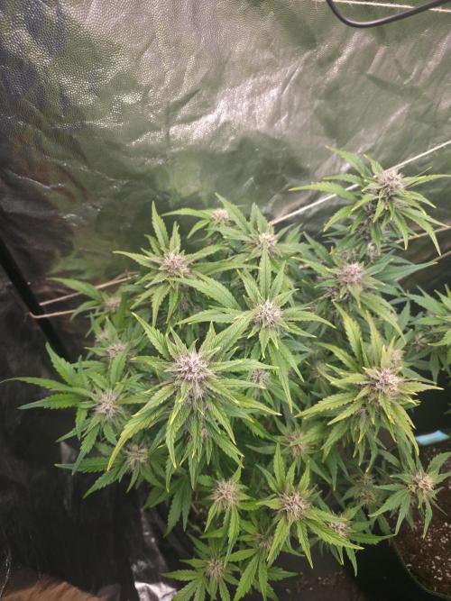 Fastbud Auto Mixed Zelt. Week 8