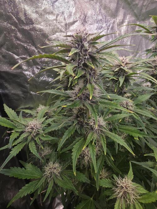 Fastbud Auto Mixed Zelt. Week 8