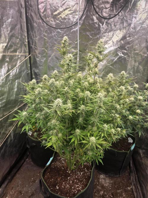 Fastbud Auto Mixed Zelt. Week 8