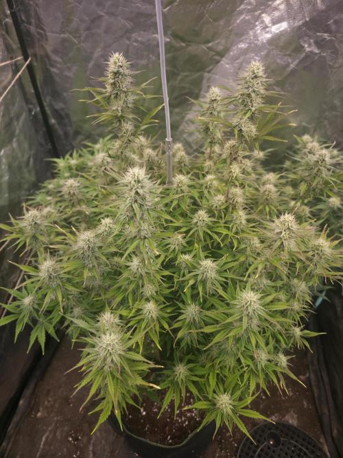 Fastbud Auto Mixed Zelt. Week 8