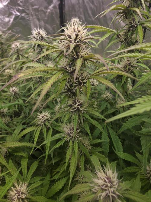 Fastbud Auto Mixed Zelt. Week 8