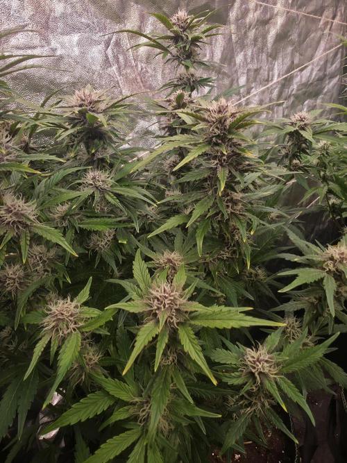 Fastbud Auto Mixed Zelt. Week 8