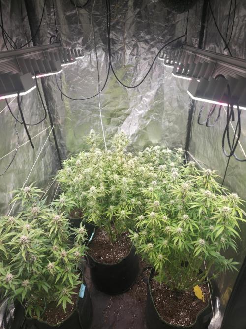 Fastbud Auto Mixed Zelt. Week 8