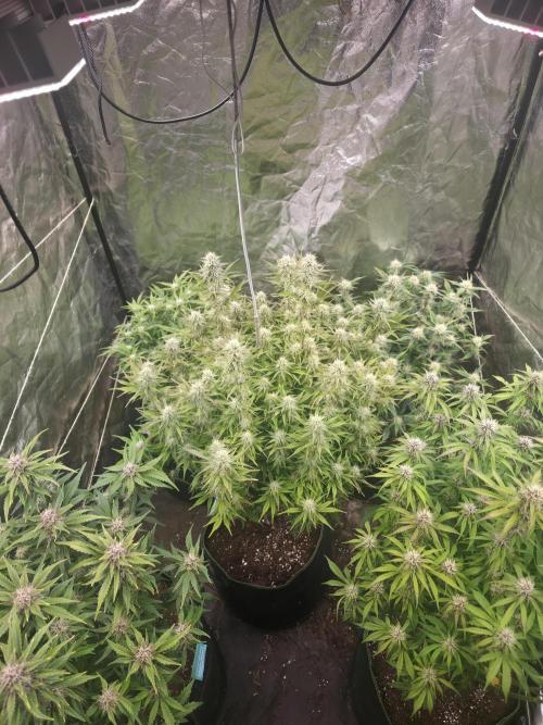 Fastbud Auto Mixed Zelt. Week 8