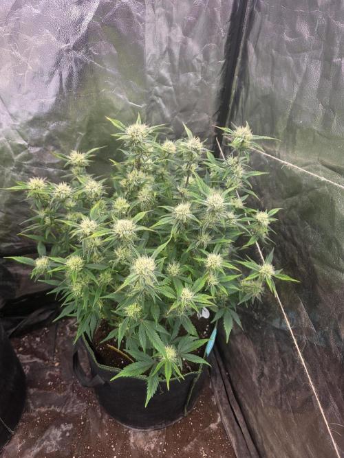 Fastbud Auto Mixed Zelt. Week 8