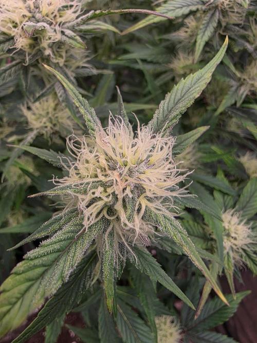 Fastbud Auto Mixed Zelt. Week 8