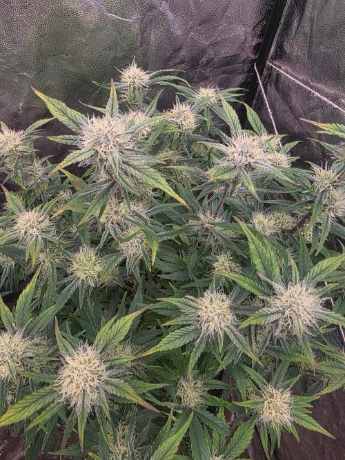 Fastbud Auto Mixed Zelt. Week 8