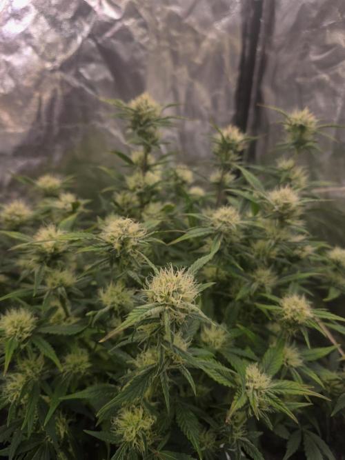 Fastbud Auto Mixed Zelt. Week 8