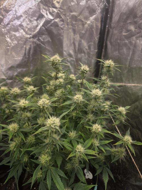 Fastbud Auto Mixed Zelt. Week 8