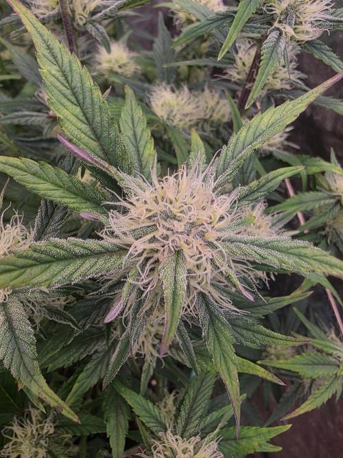 Fastbud Auto Mixed Zelt. Week 8