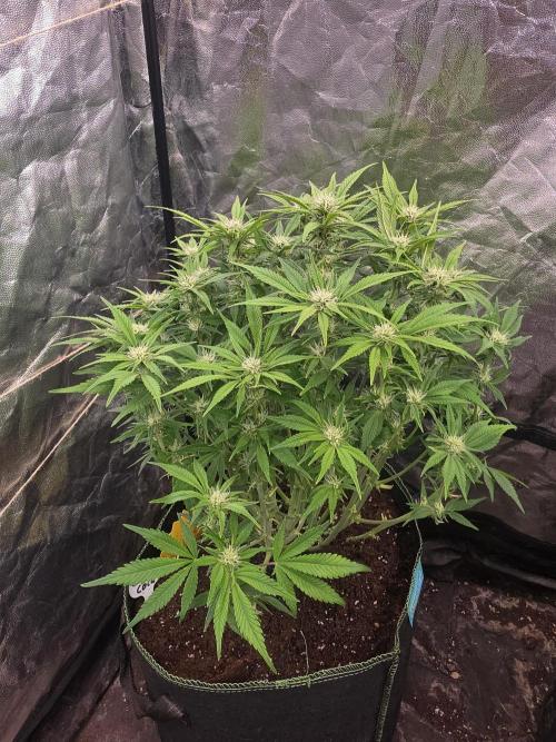 Fastbud Auto Mixed Zelt. Week 8