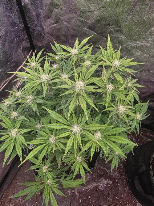 Fastbud Auto Mixed Zelt. Week 8