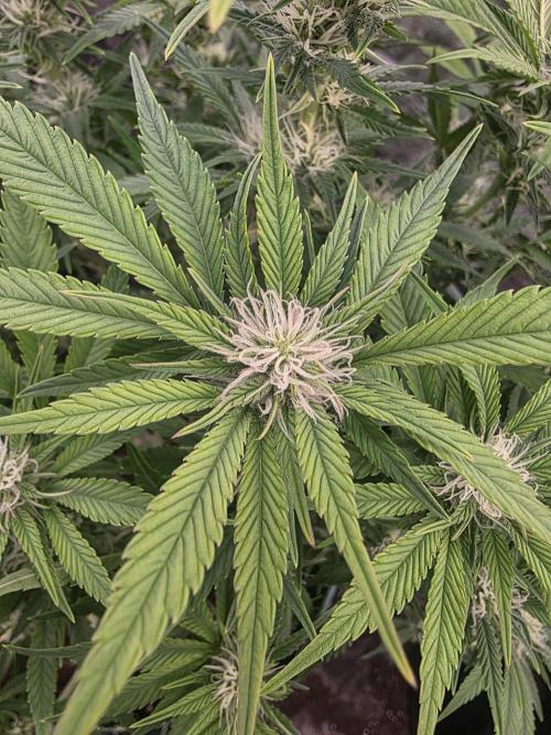 Fastbud Auto Mixed Zelt. Week 8