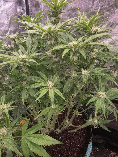 Fastbud Auto Mixed Zelt. Week 8