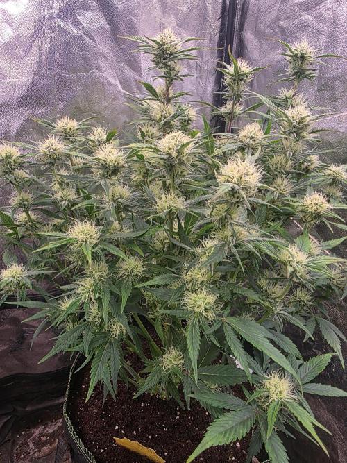 Fastbud Auto Mixed Zelt. Week 8