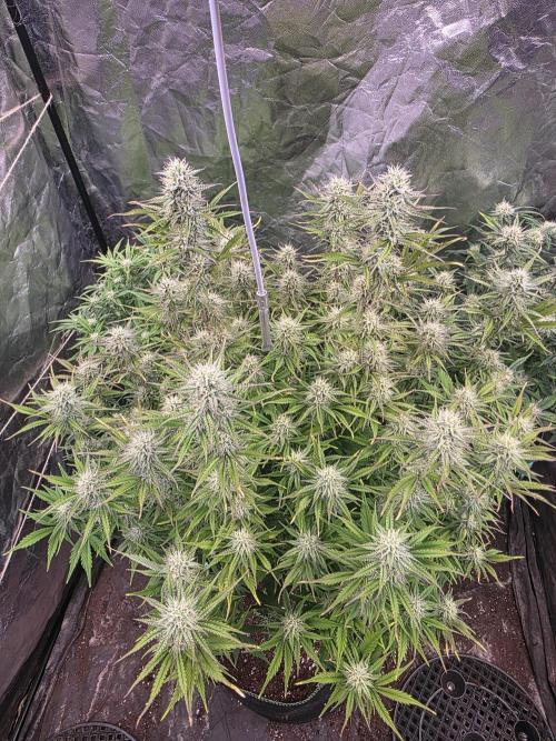 Fastbud Auto Mixed Zelt. Week 8