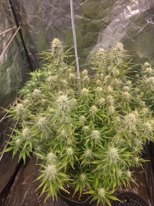 Fastbud Auto Mixed Zelt. Week 8