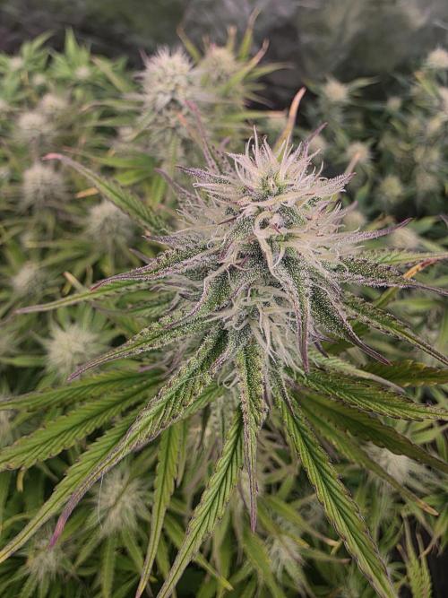 Fastbud Auto Mixed Zelt. Week 8