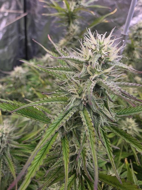 Fastbud Auto Mixed Zelt. Week 8