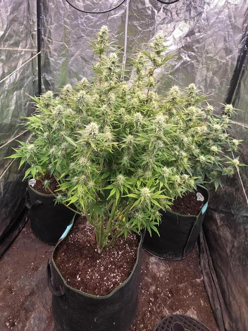 Fastbud Auto Mixed Zelt. Week 8