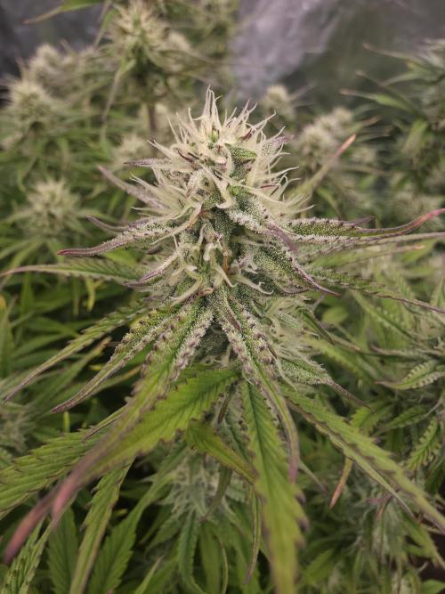 Fastbud Auto Mixed Zelt. Week 8