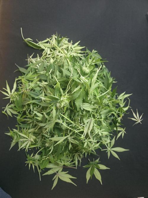 Fastbud Auto Mixed Zelt. Week 8