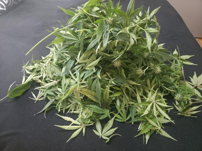 Fastbud Auto Mixed Zelt. Week 8