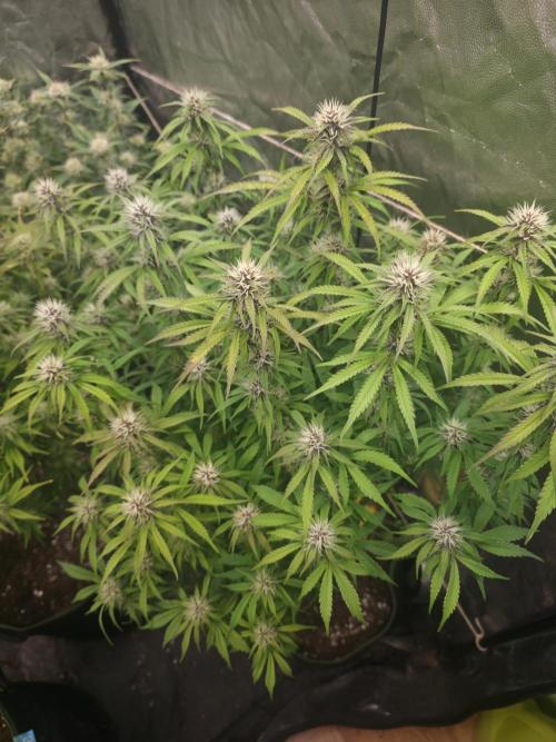 Fastbud Auto Mixed Zelt. Week 8