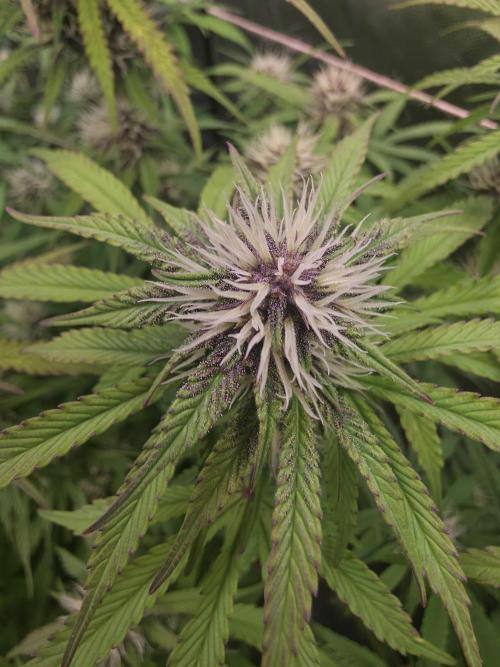 Fastbud Auto Mixed Zelt. Week 8