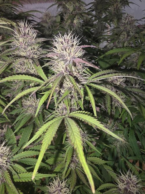 Fastbud Auto Mixed Zelt. Week 9