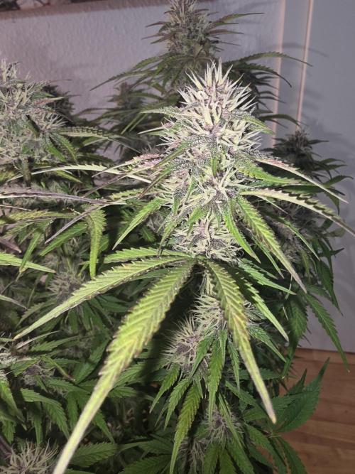 Fastbud Auto Mixed Zelt. Week 9